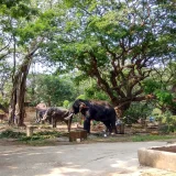 Punnathur Kotta Thrissur 